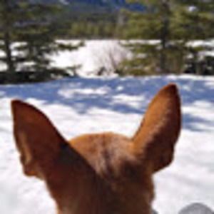 Meet your Posher, Kittenkiz